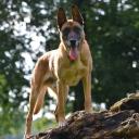 Belgian Malinois Photo