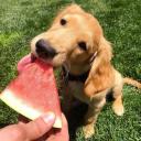 Can Dogs Eat Watermelon-2