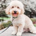 Cockapoo Mixed Breed