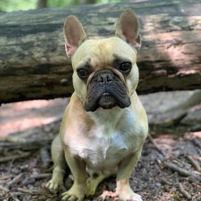 French Bulldog Image