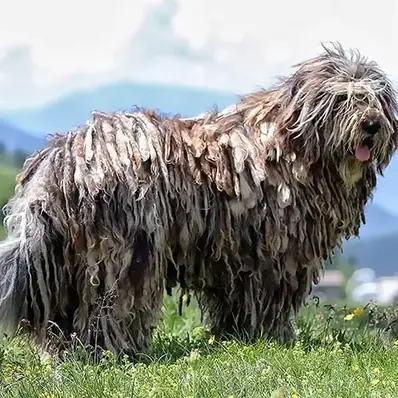 Bergamasco Sheepdog Image