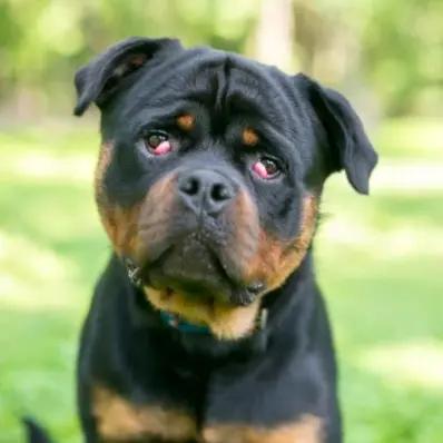 Cherry Eye in Dogs: Causes, Symptoms, and Treatment Image