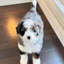 Bernedoodle