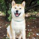 Shiba Inu Dog