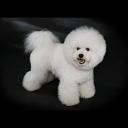 Bichon Frise Dog Breed