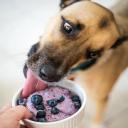 Can Dogs Eat Blueberries-3