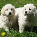 Slovensky Cuvac Puppies