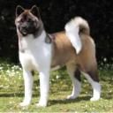 Akita Dog Breed