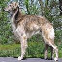 Silken Windhound  Dog