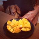 Can Dogs Eat Mango-3