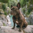 French Bulldog Breed