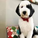 Sheepadoodle Dog