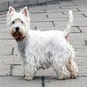 West Highland White Terrier Dog Breed