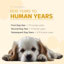 Dog Years to Human Years-1