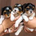 Biewer Terrier Puppies