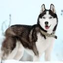 Siberian Husky