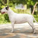 Bull Terrier