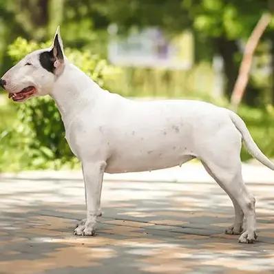 Bull Terrier Image