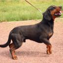 Slovensky Kopov Dog Breed