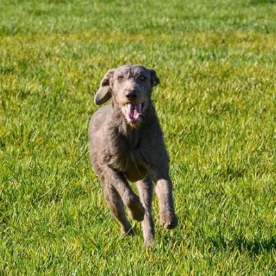 Slovakian Wirehaired Pointer Image