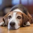 Yeast Infection in Dogs-1