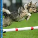 Swedish Vallhund dog