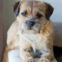 Affen Border Terrier Dog