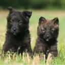 Dutch Shepherd Puppies