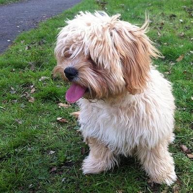 Cavachon Image