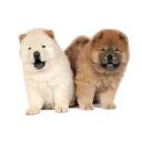 Two Chow Chow Dogs