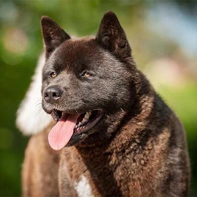 Akita Image