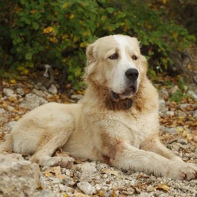 Central Asian Shepherd Dog Image